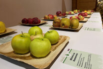 Alte Apfelsorten liegen auf Holzbrettern auf einem Tiisch